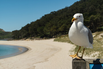 A seagull perched on a tall pole on a beautiful beach of fine white sand with a deep blue sea on the Cies Islands, Spain.
