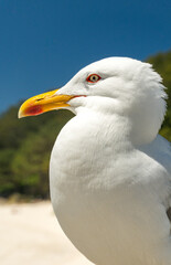 large gull with an orange beak, light-colored eyes, and very large