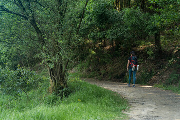 Woman walking along the Camino de Santiago trail in Galicia, Spain. It is a wooded area with large trees and paths running through it. Beautiful.