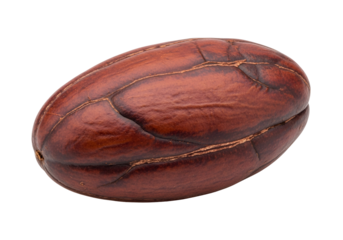 Close-up of a single, rich brown cocoa bean, showcasing its textured surface and elegant form against a stark black background.