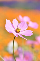 ピンクのコスモスの花のクローズアップ　オレンジ色の背景
