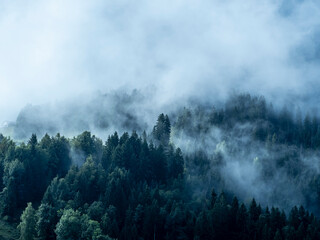 brouillard et brume passe &agrave; travers les arbres, sapins et &eacute;pic&eacute;as donnant une atmosph&egrave;re fantasmatique