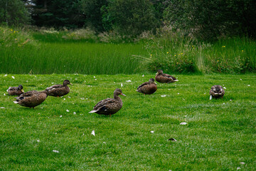 Group of ducks resting on lush grass in a serene Icelandic landscape