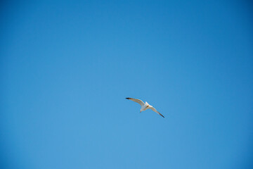Seagull flying in the blue sky over a bright day in Iceland