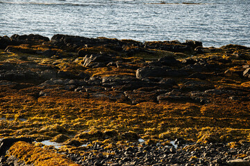 Rocky coastal landscape covered with seaweed during sunset in Iceland