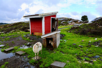 Sheep by Rustic Wooden Sheds on Wet Pasture, Forland, Sotra, Norway