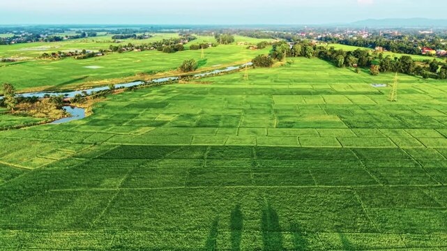 Aerial view of lush green paddy fields in Assam, India, showcasing scenic rural landscapes, rice cultivation, and the natural beauty of Northeast India&rsquo;s agriculture