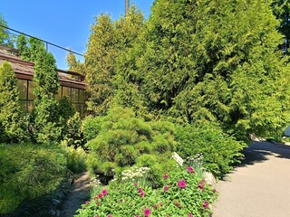 composition of coniferous plants in autumn garden