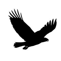 Powerful eagle silhouette soaring with majestic wings outstretched, symbolizing freedom, strength, and ambition in flight.