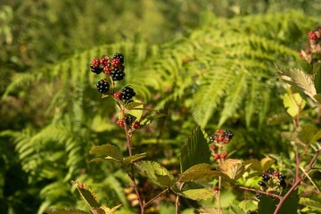 wild forest berry - ripe black bush blackberry (Rubus fruticosus) in the forest of the Western Caucasus (Southern Russia) on a sunny summer day