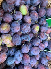 Fresh Ripe Purple Plums Harvested Outdoors