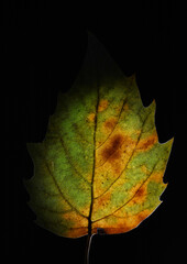 Isolated Autumn Leaf on Monochrome Background &ndash; Minimal Fall S