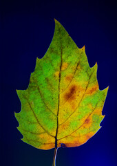 Isolated Autumn Leaf on Monochrome Background – Minimal Fall S