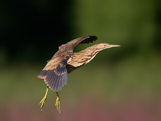 American Bittern Flying Over Wetland Habitat
