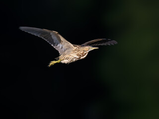 American Bittern in Flight against Dark Green Background