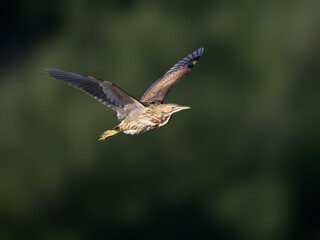 American Bittern in Flight against Dark Green Background
