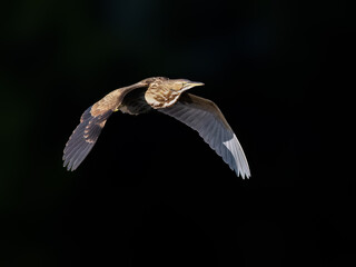 American Bittern in Flight against Dark Green Background