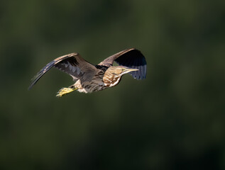 American Bittern in Flight against Dark Green Background