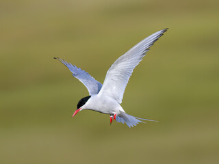 Arctic Tern in Flight Against Soft Green Background