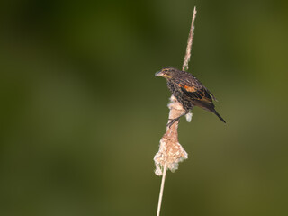 Juvenile Red-winged Blackbird Perched on Cattail