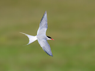 Arctic Tern in Flight Against Soft Green Background