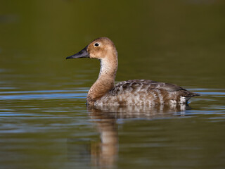 Female Canvasback Duck Swimming in Calm Water