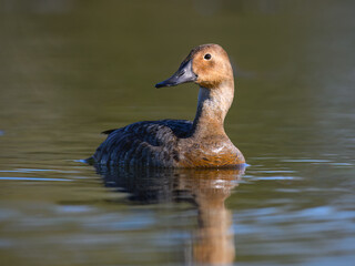 Female Canvasback Duck Swimming in Calm Water