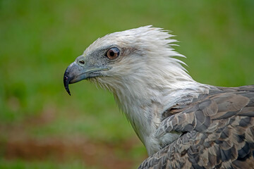 head of white bellied sea eagle on nature background