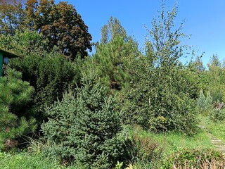 composition of coniferous plants in autumn garden