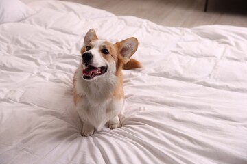 Fototapeta na wymiar Pet friendly hotel. Cute dog sitting on bed indoors