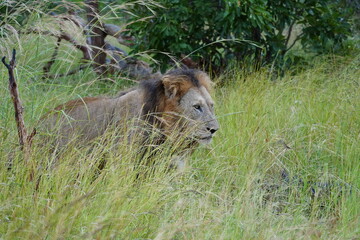 Lion at Kruger National Park