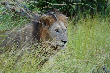Lion at Kruger National Park
