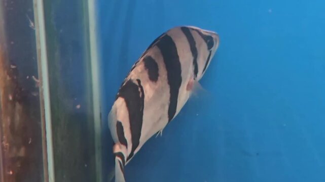 Datnioides microlepis or Indonesian Tiger Perch or Indonesian Tiger fish with three bar