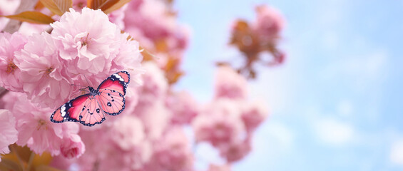 Spring vibes. Beautiful butterfly sitting on pink tree blossoms outdoors. Banner design