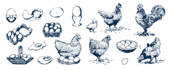 Chicken on the nest and fresh eggs, vector illustration. Farm vintage sketch