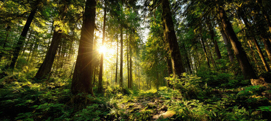 Obraz premium Sunlight Beaming Through Tall Trees in Lush Green Forest