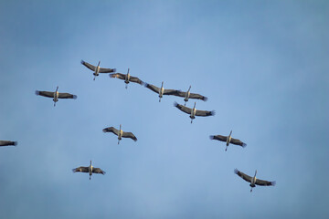 Migrating Flock of Cranes Flying High Against Blue Sky