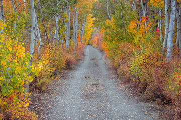 path in autumn forest in the eastern sierra mountains