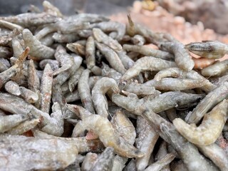 Royal grey prawns are sitting in the fridge in the supermarket, which are perfect for seafood lovers all over the world. Fresh shrimps that are just waiting to be turned into delicious seafood dishes