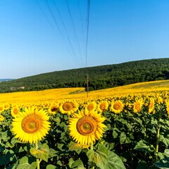 Vibrant sunflowers in a vast field
