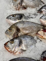 Raw chilled dorado fish lies on shallow ice in a fish shop. Healthy eating, omega. Close-up