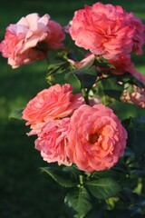 Dark background with a bright pink rose buds in a summer garden. Beautiful natural background. Delicate petals. Fragrant rose bud in close-up. pink roses in garden
