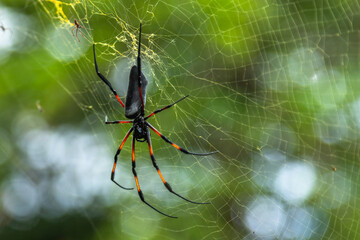 Close-up of a Golden Orb-Weaver spider (Nephila) on its intricate web, photographed in the tropical forests of Mauritius The image captures the spider's vivid coloration and the golden silk of the web