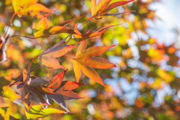 red leaf of a japanese maple tree in a garden - autumanl foliage