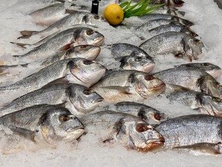 Raw chilled dorado fish lies on shallow ice in a fish shop. Healthy eating, omega. Close-up