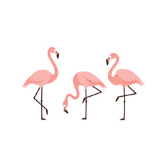 Three pink flamingos elegant graceful wading tropical birds wildlife vector