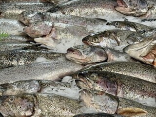 Freshly Caught and Colorfully Displayed Rainbow Trout for Your Culinary Experience