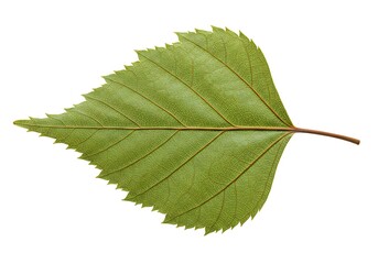 Obraz premium Emerald Silhouette