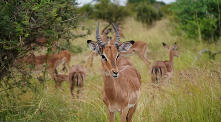 Impalas at the Kruger National Park, South Africa