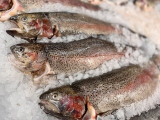 Experience the delight of Fresh Trout displayed on Ice in our Premium Seafood Display today. Highquality trout elegantly displayed on ice, ideal for various culinary projects and seafood marketing